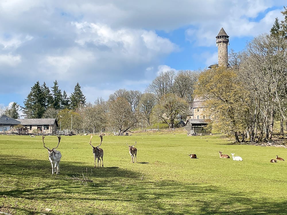 Besuch im Edelsteinland im Wildfreigehege Wildenburg