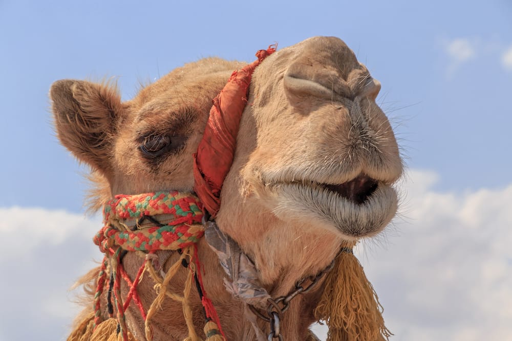 Kamel-Ausflug auf Gran Canaria mit Kindern