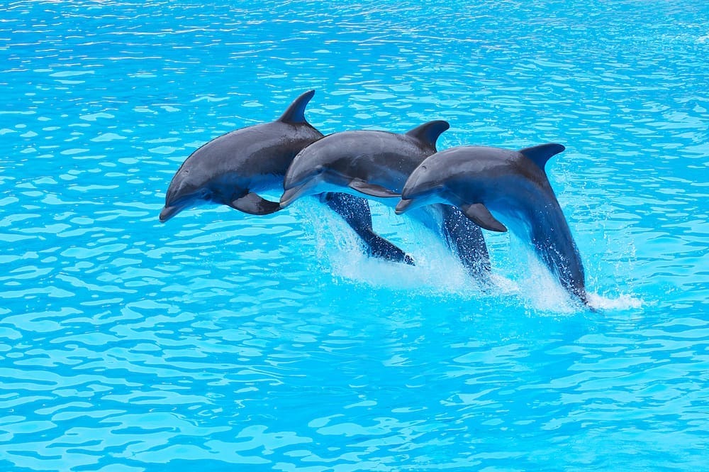 Besuch in einem Park in Teneriffa mit Kindern