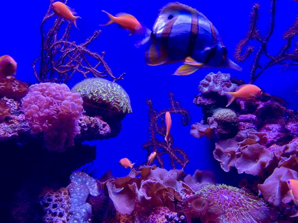 Bunte Unterwasserwelt im Aquarium auf Mallorca