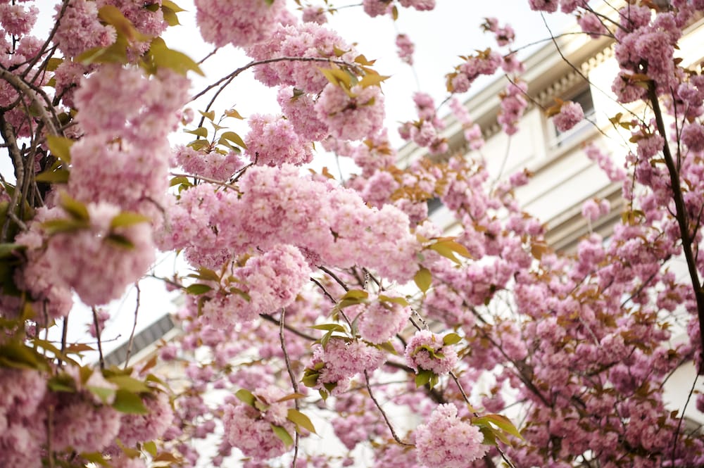 Kirschblüte in Bonn mit Kindern