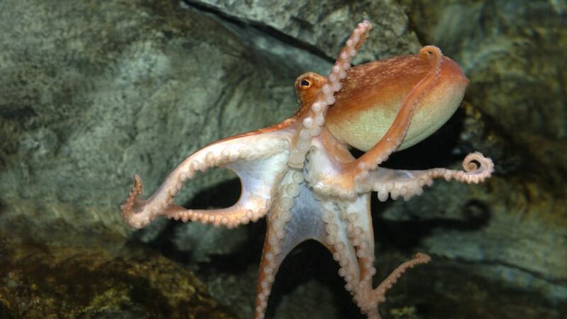 Ein Ausflug in das SEA LIFE Berlin