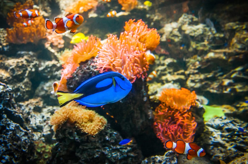 Doktorfisch im SEA LIFE Hannover