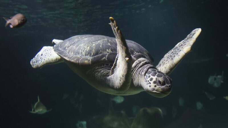 Ein Ausflug in das SEA LIFE Hannover