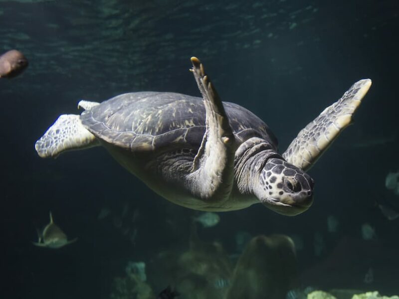 SEA LIFE Königswinter: Faszinierende Unterwasserwelt erleben