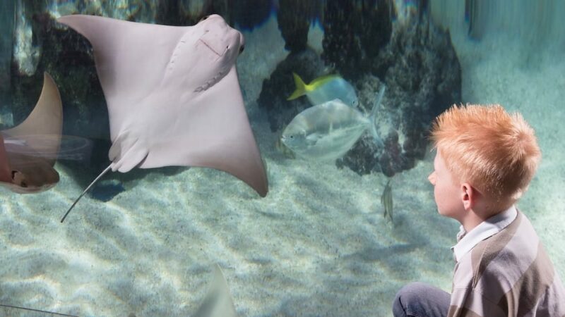 Ein Ausflug in das SEA LIFE Oberhausen Ein Ausflug in das SEA LIFE Oberhausen