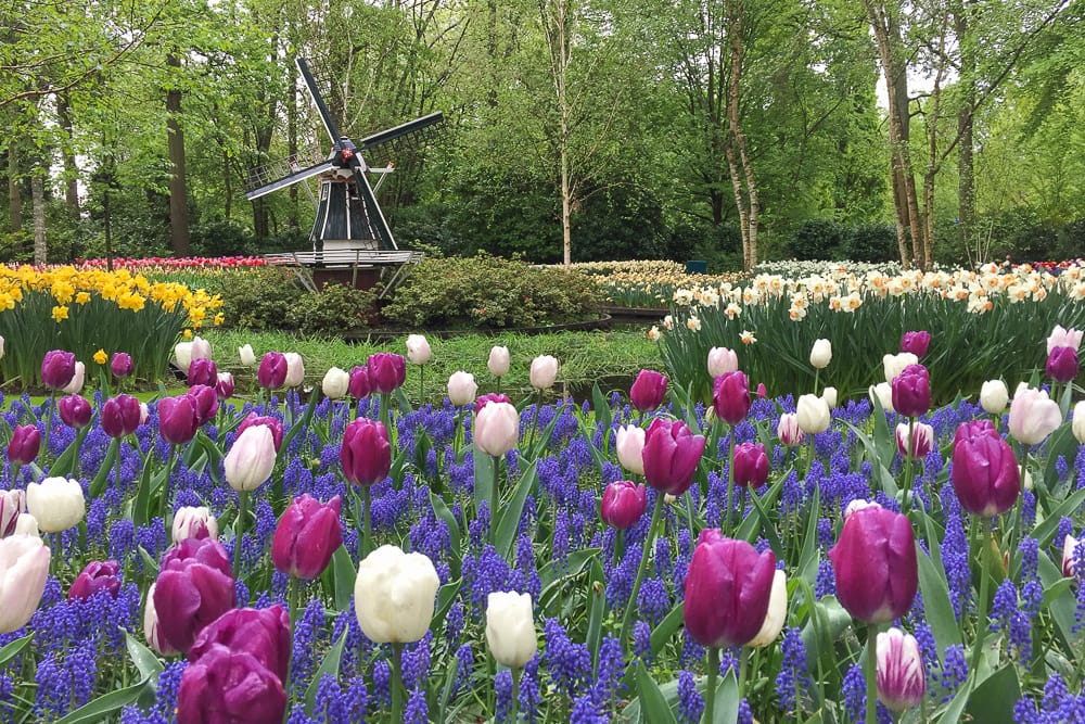 Keukenhof Ausflug von Den Haag mit Kindern