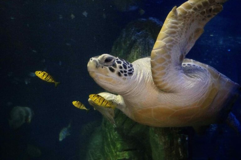 SEA LIFE München
