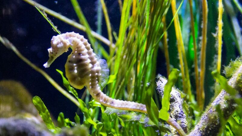 SEA LIFE Scheveningen in Holland SEA LIFE Scheveningen in Holland