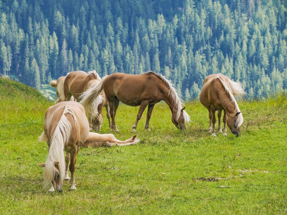 Besuch der Haflinger im Familienurlaub im Allgäu