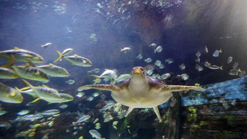 SEA LIFE Timmendorfer Strand SEA LIFE Timmendorfer Strand