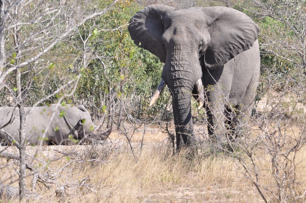 Ein Elefant auf der Familienreise in Südafrika von Djoser Family