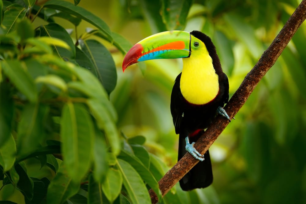 Costa Rica als warmes Urlaubsziel im Januar mit Kindern
