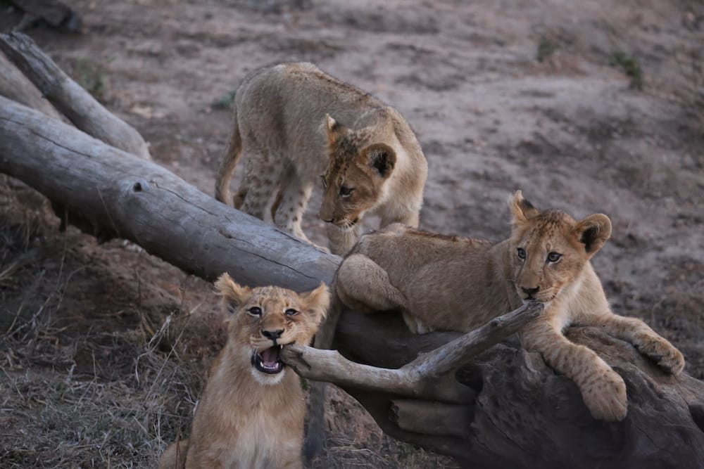Tierbeobachtung auf einer Fernreise mit Kindern in Südafrika