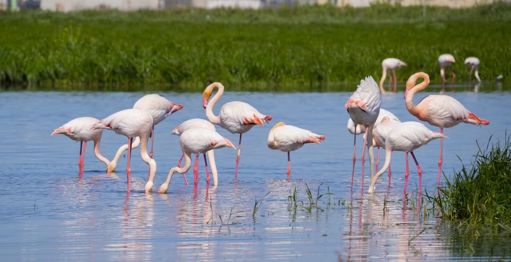 Rosa Flamingos in Sardiniens Naturpark Molentargius