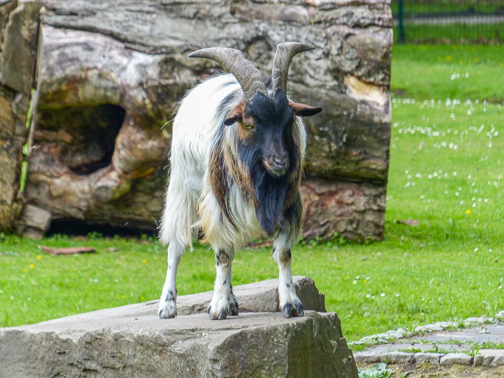 Kostenlose Aktivitäten in Köln wie der Besuch im Tierpark