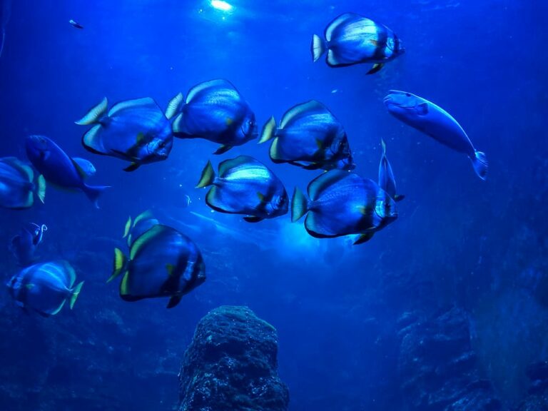 die besten Aquarien in Deutschland