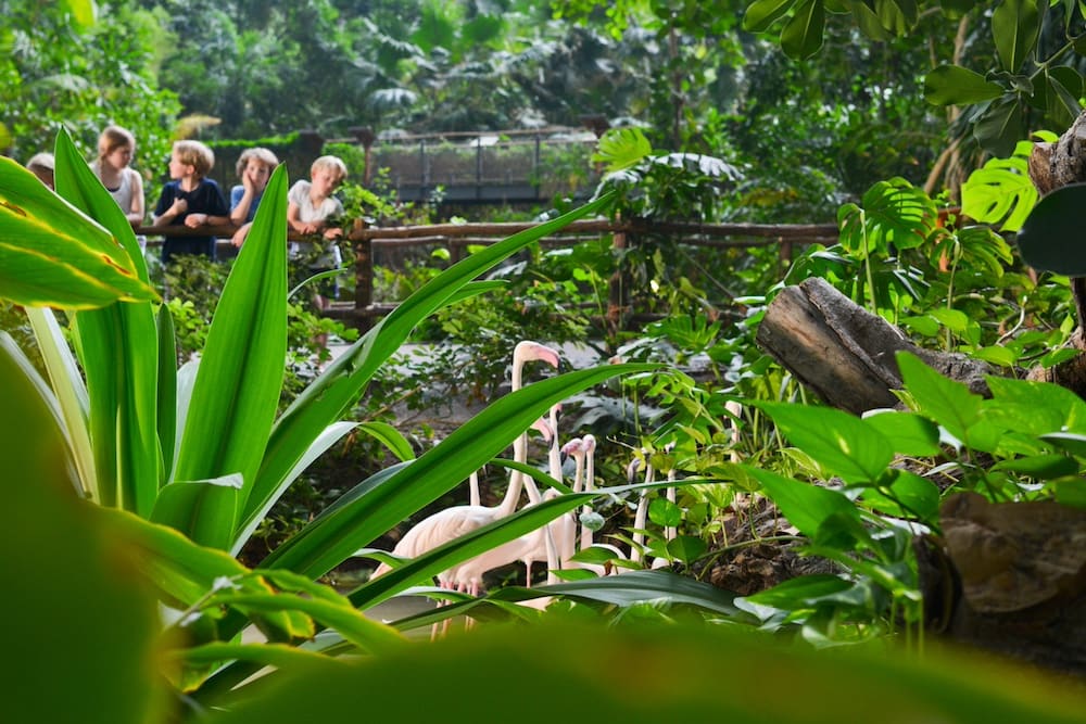 Mangroven mit Flamingos im Tropicals Islands