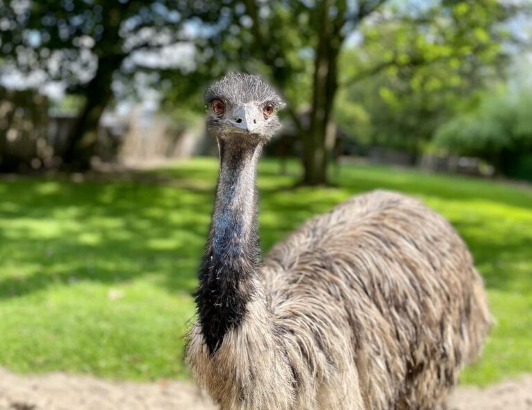 Die schönsten Zoos und Tierparks in Deutschland