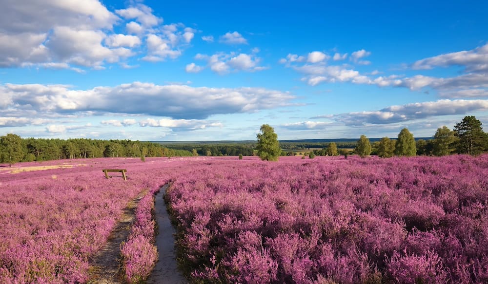Die Lüneburger Heide als Reiseziel im August für Familien