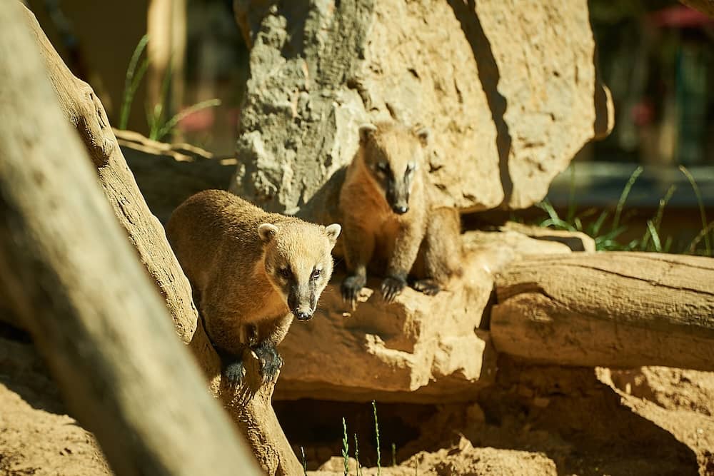 Wildpark Daun ein Tier- und Freizeitpark in RLP