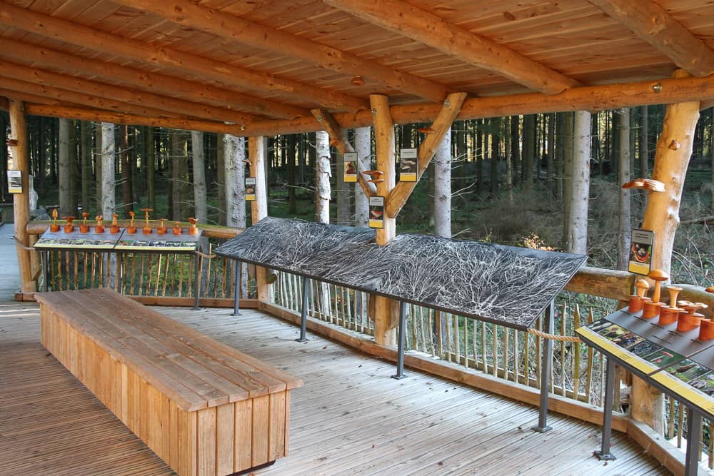 Wilder Weg am Wilden Kermeter in der Eifel mit Kindern