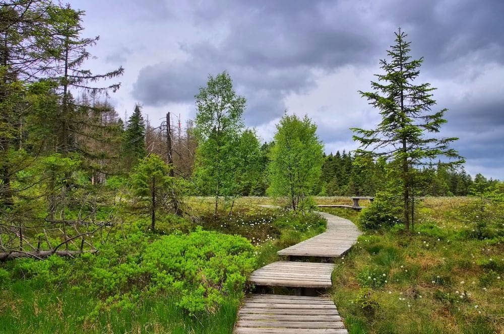 Wandern durch das Torfhausmoor im Harz mit Kindern