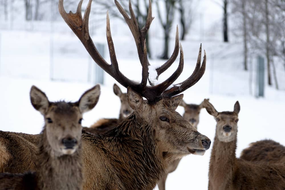 Freizeitpark im Winter mit Rothirschen wie im Sonnenlandpark