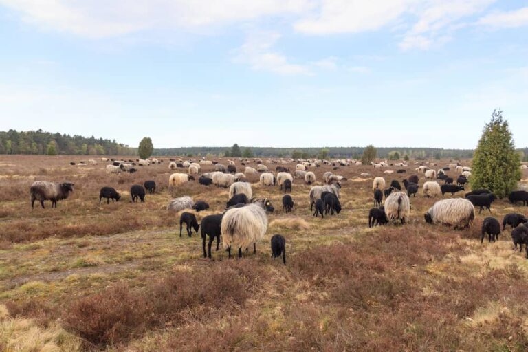 Ausflug in der Lüneburger Heide mit Kindern zu den Heidschnucken