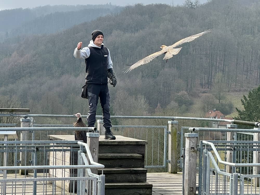 Flugshow in der Adlerwarte Berlebeck im Teutoburger Wald mit Kindern