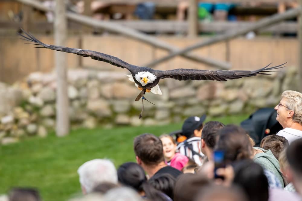 Die Falkner Flugshow im Wildpark Lüneburger Heide