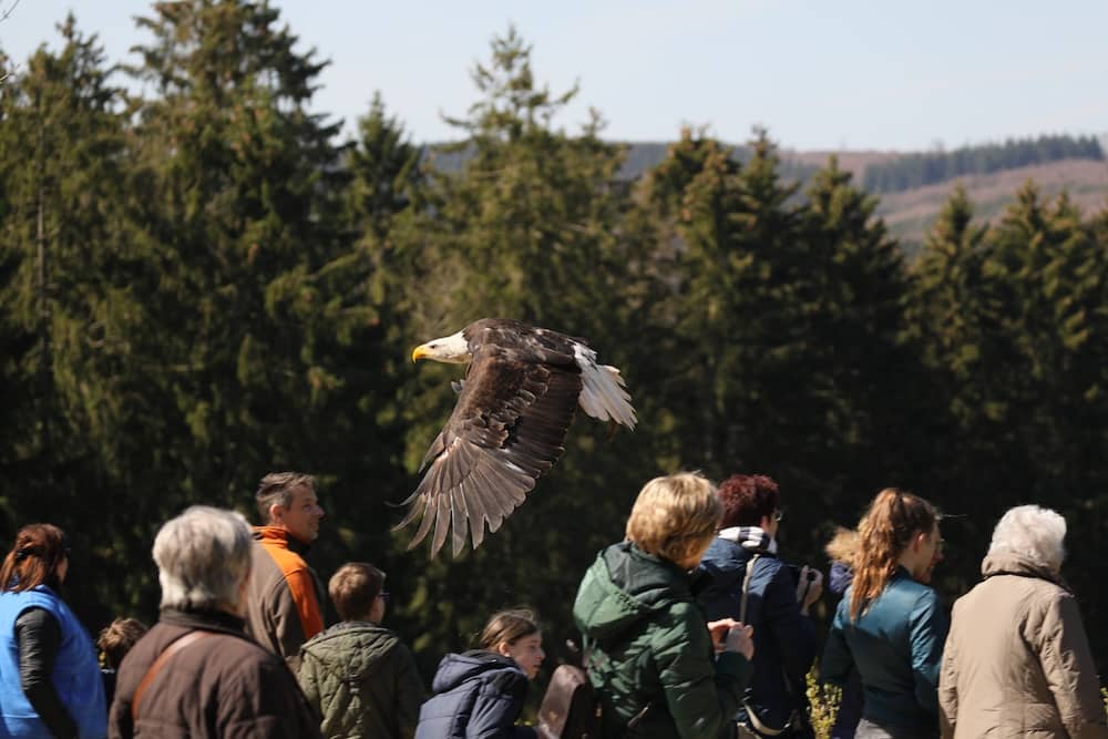 Greifvogelshow im Wildpark Hellenthal in der Eifel