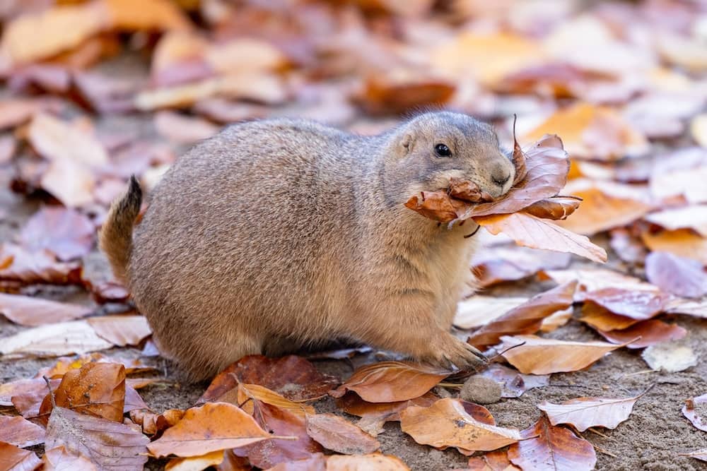 Herbst im Wildpark Lüneburger Heide
