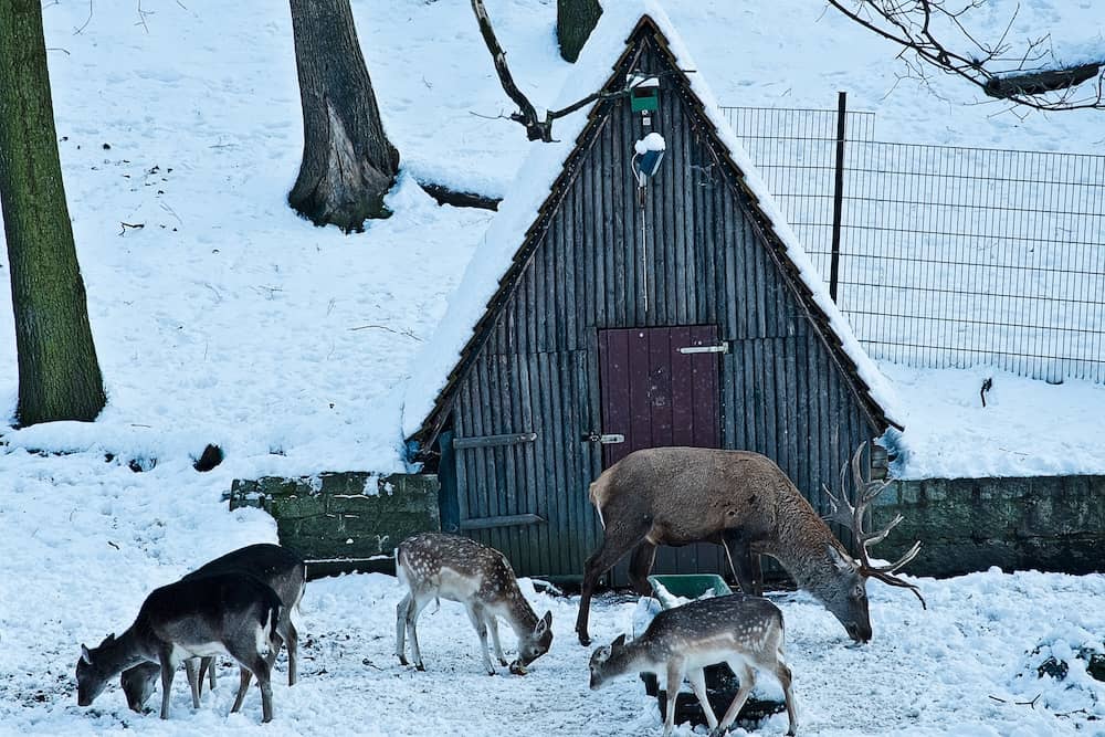 Rehe im Wildpark Christianental Wernigerode