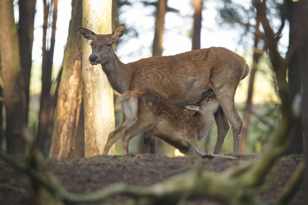 Rotwild mit Kalb im Wildpark Schorfheide