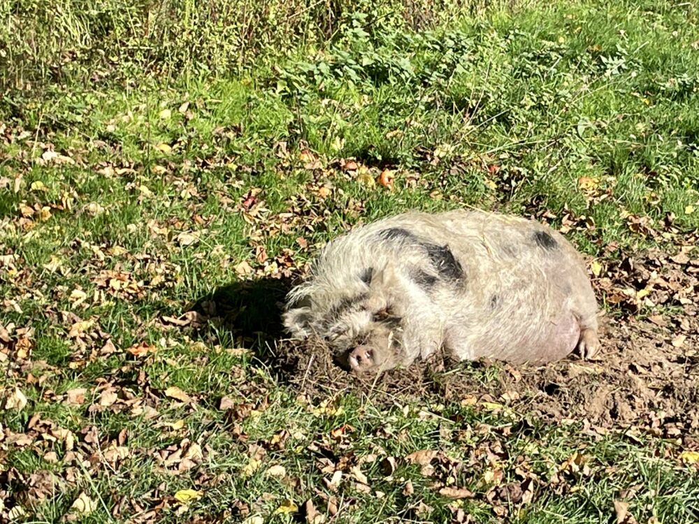 Schwein im Vosswinkler Wildpark in Deutschland