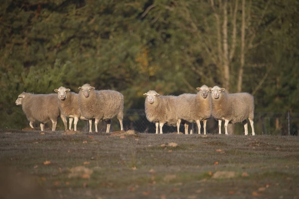 Skudden mit Kalb im Wildpark Schorfheide