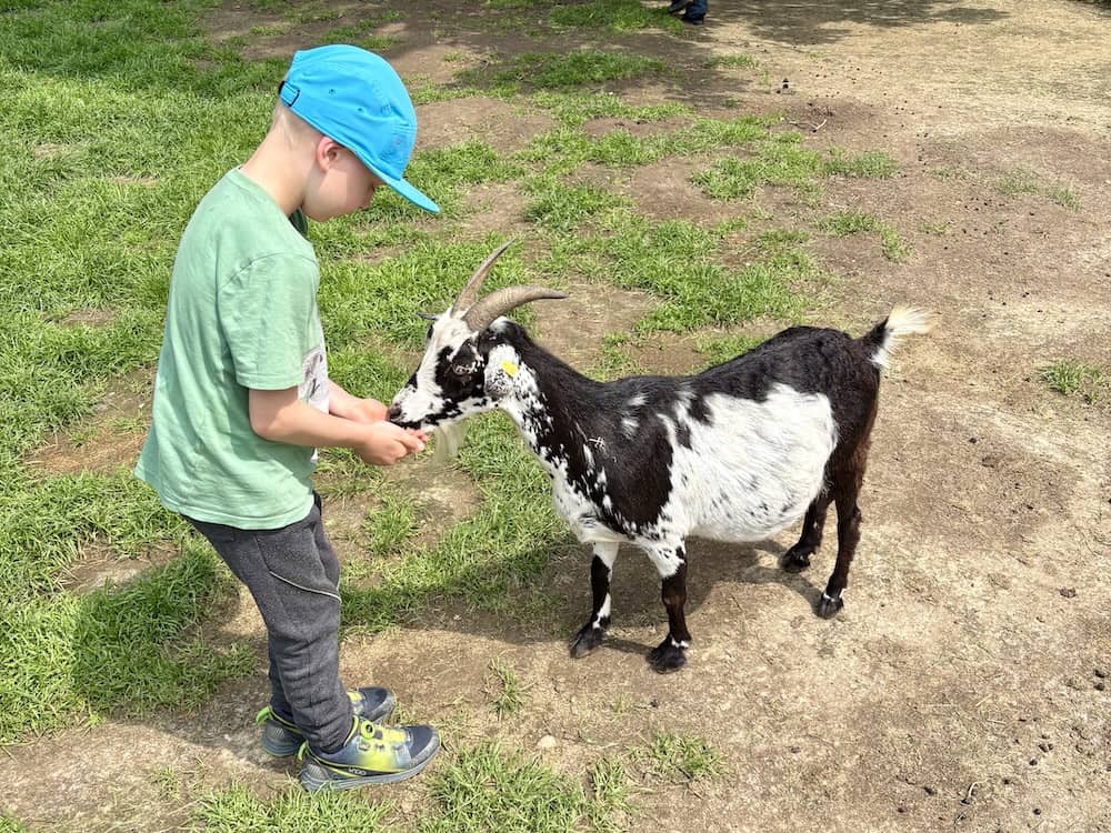 Streichelgehege im Wildpark Schwarze Berge