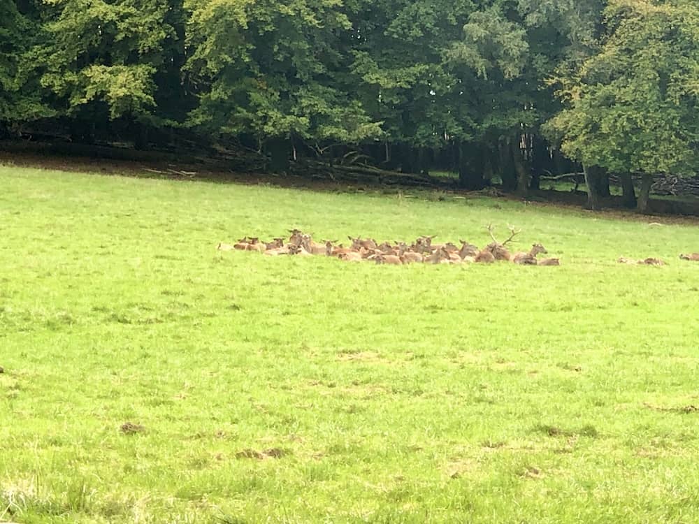 Rehe im Wildpark Vosswinkel in NRW
