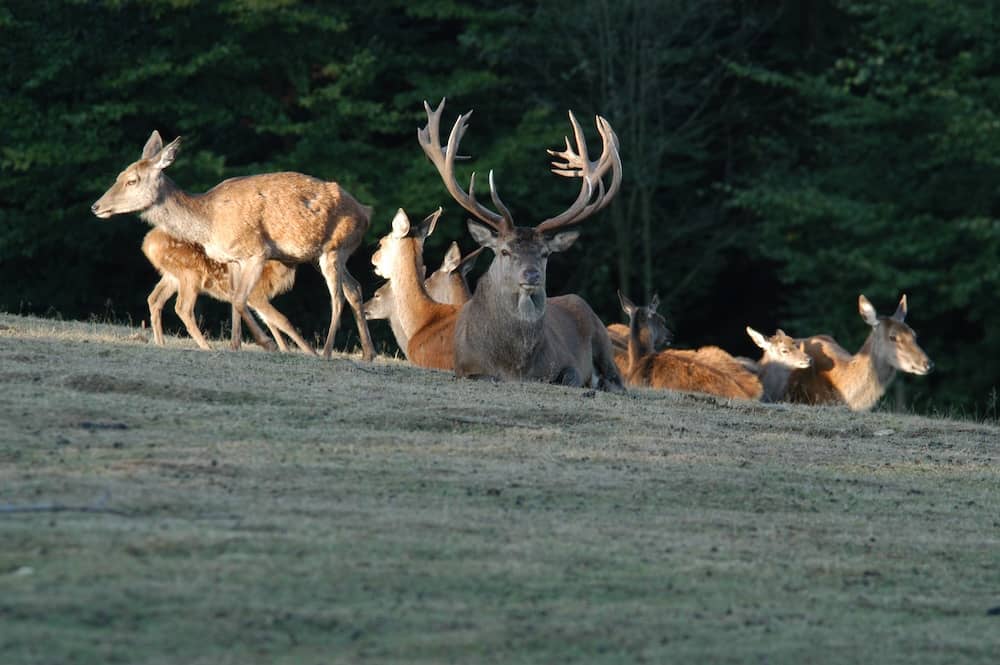 Hirsche im Wildpark Hellenthal in der Eifel