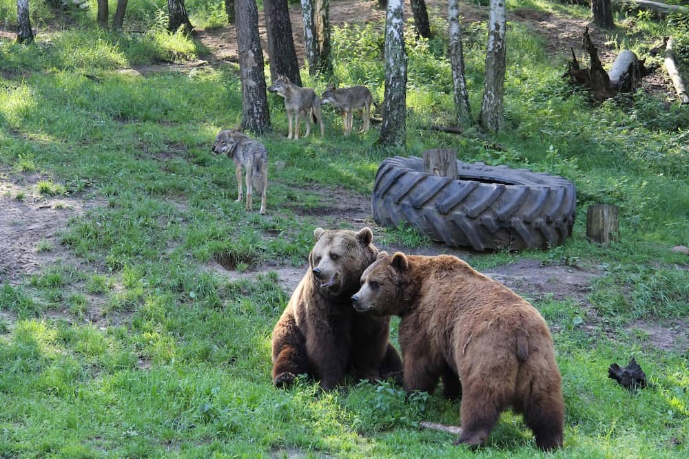 Wölfe und Braunbären im Wildpark-MV