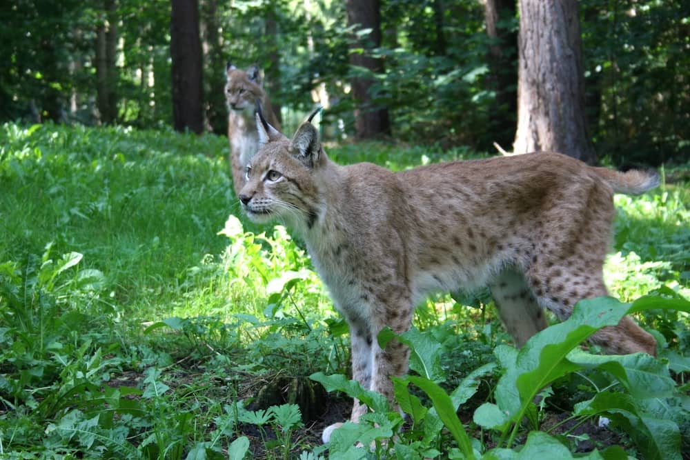 Luchs im Wildpark-MV