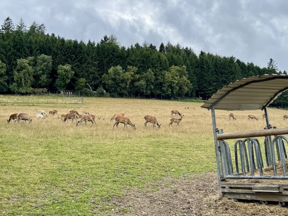Wildgehege im Wildpark Willingen