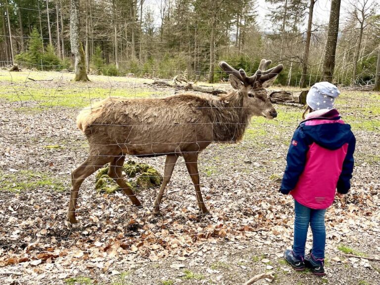 Die besten Wildparks in Deutschland