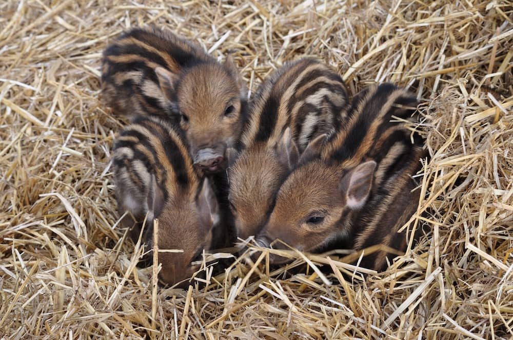 Wildschweine im Wildpark Hellenthal in der Eifel