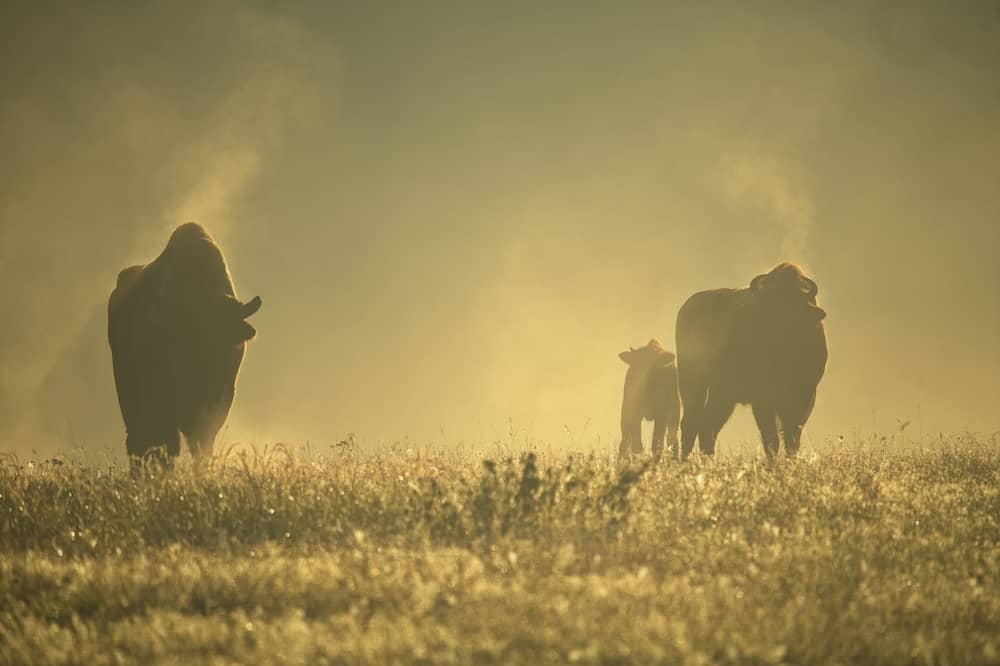 Wisente mit Kalb im Wildpark Schorfheide