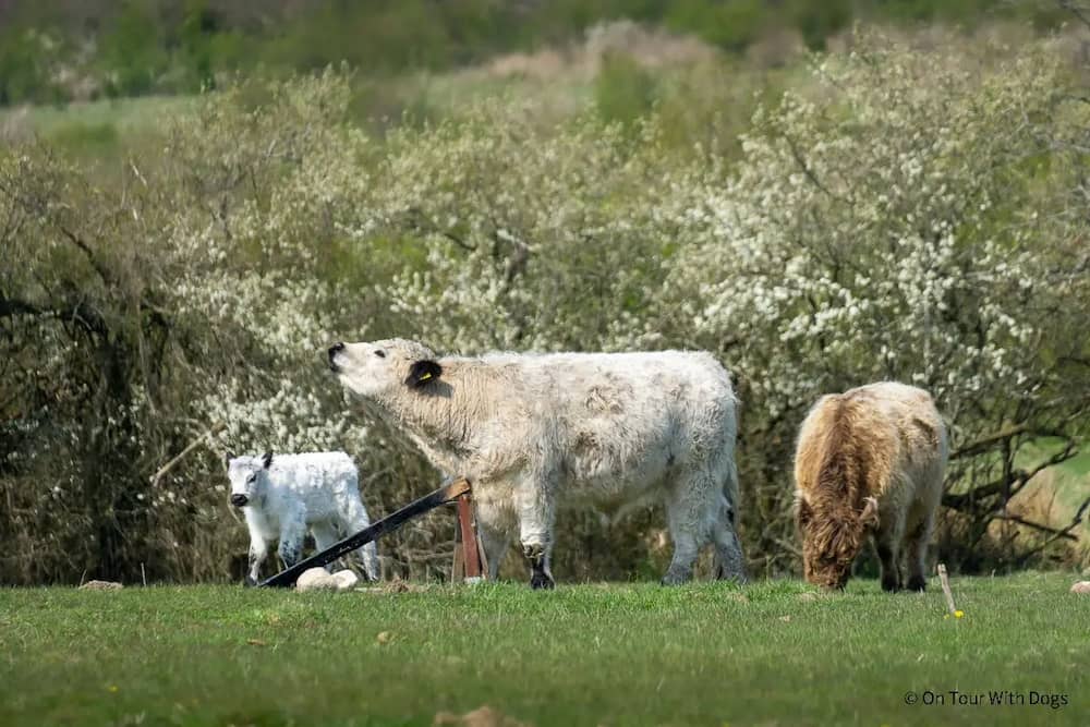 Galloways im Geltinger Birk Naturschutzgebiet