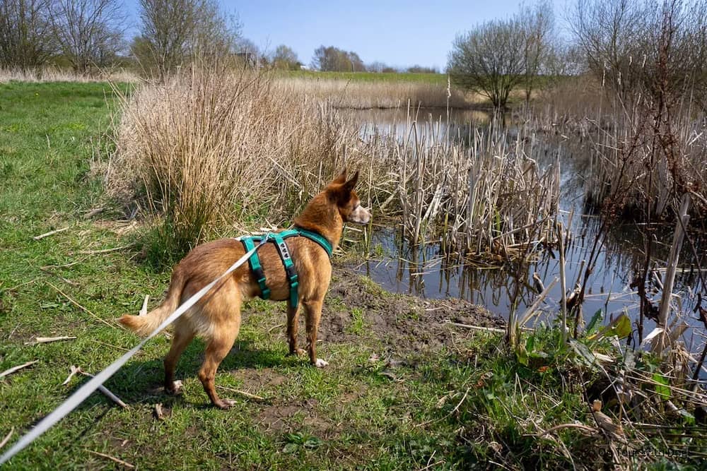 Hunde im Naturschutzgebiet Geltinger Birk
