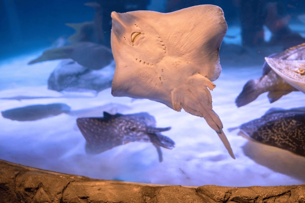 Rochen im SEA LIFE Konstanz