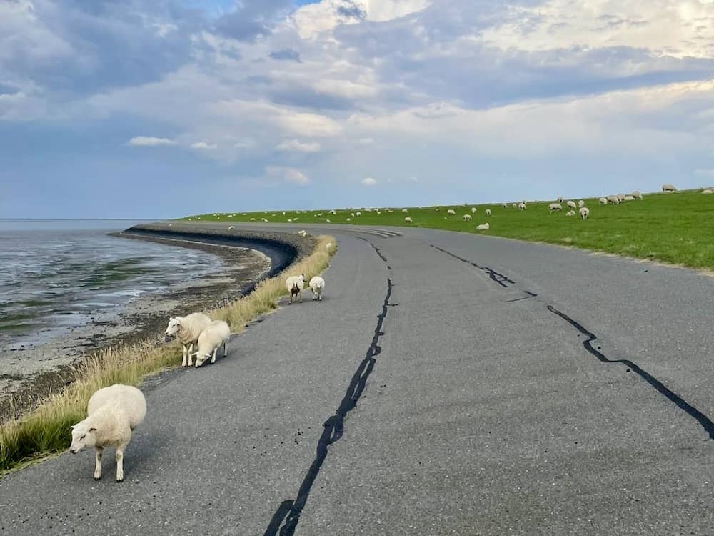 Schafe am Watt an der Nordsee